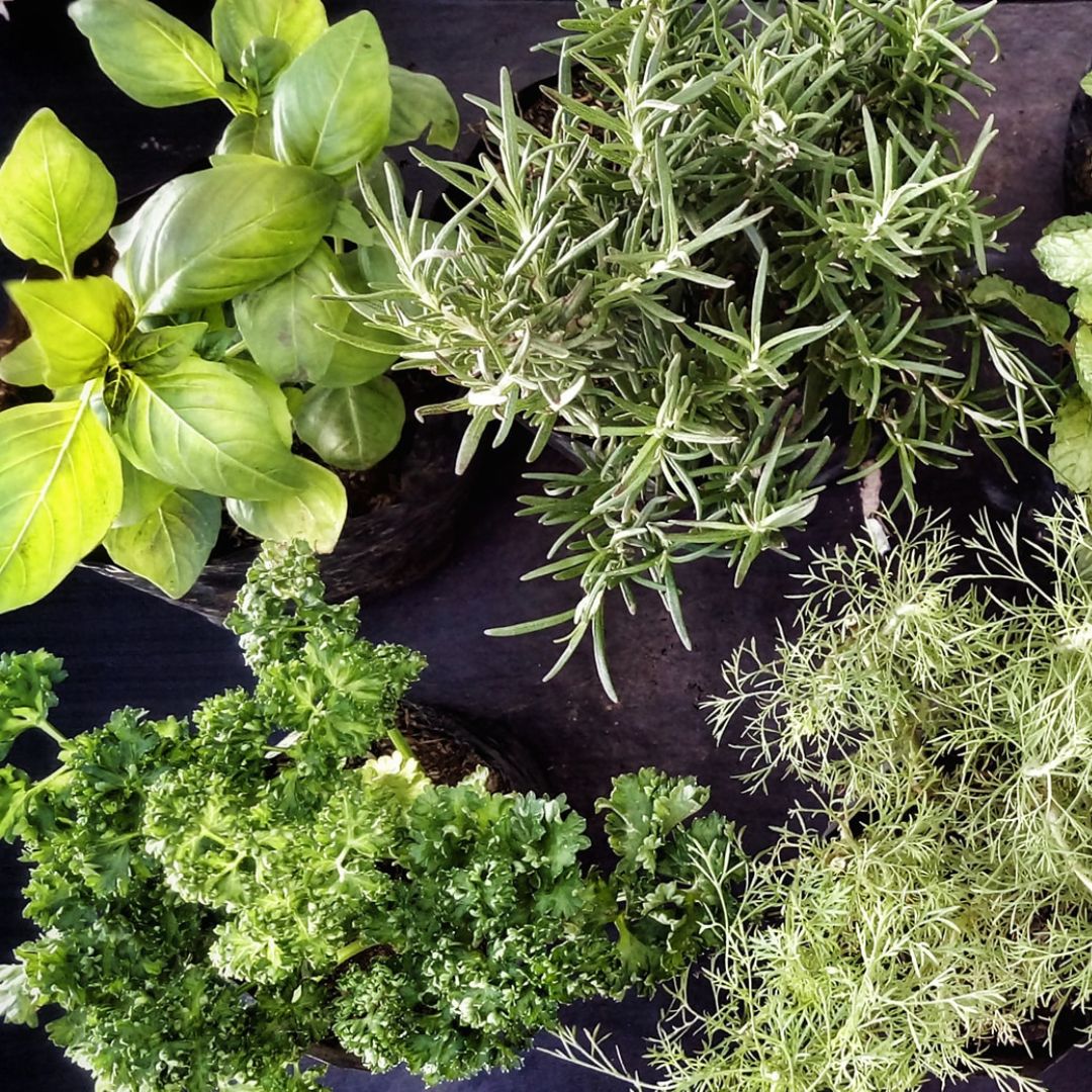 The Best Herbs to Pair with Seafood