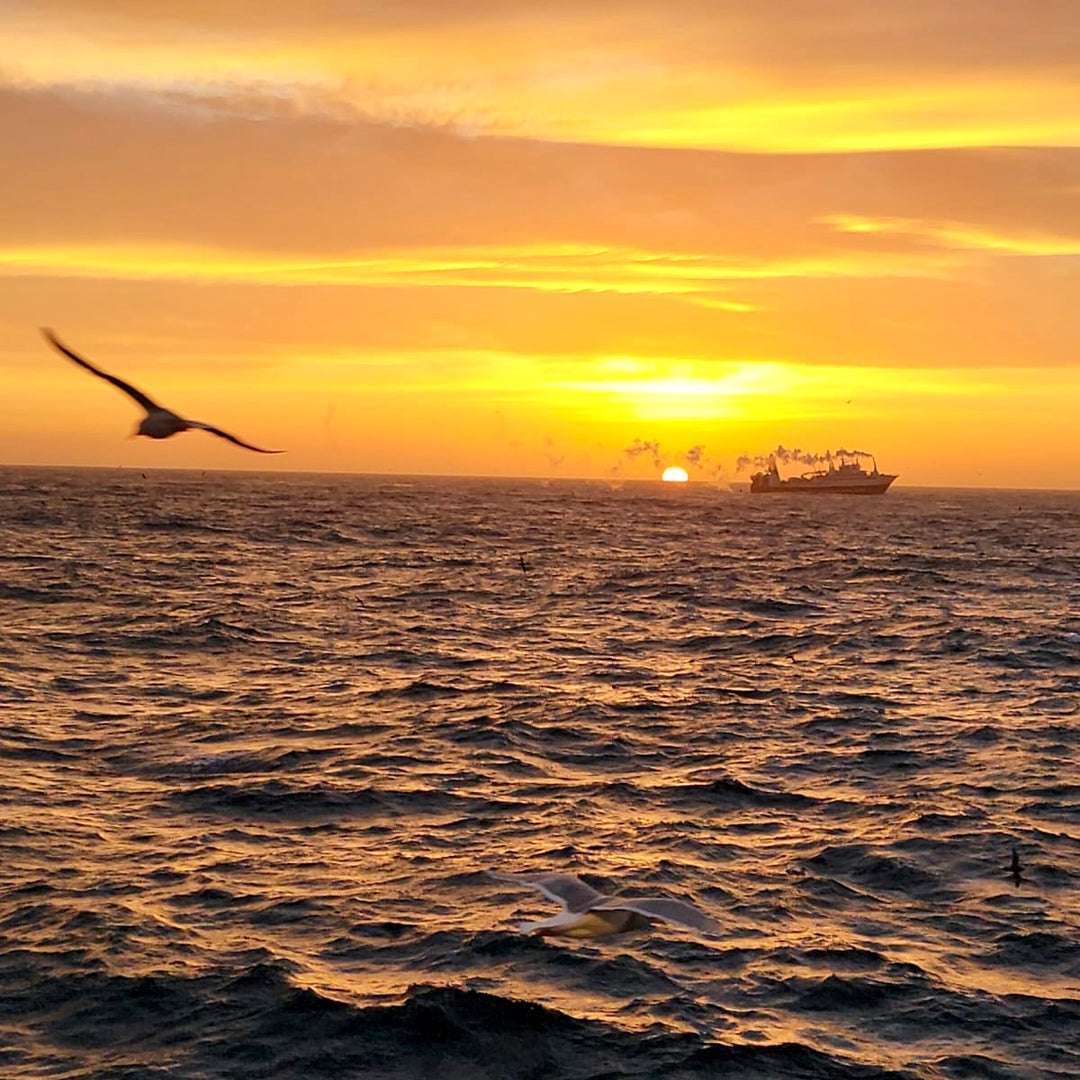 Alaska Trawl Fleet vs. Pot Fishing: Understanding the Impact of Bycatch