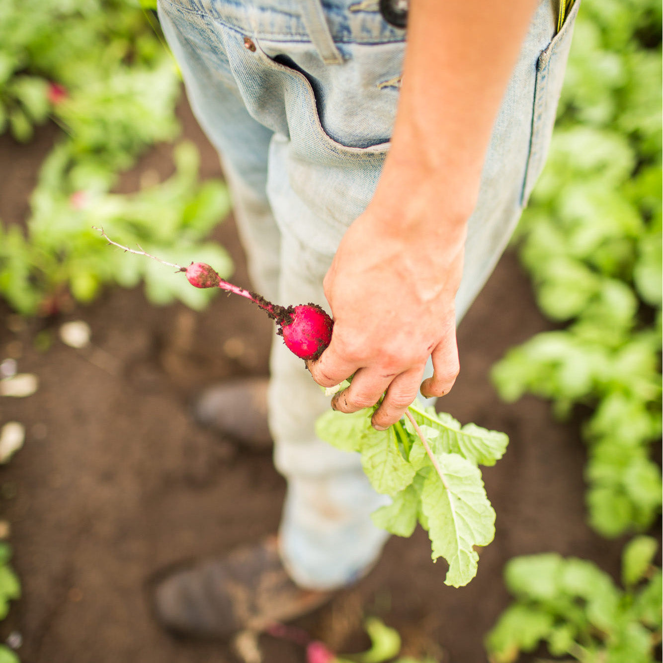 organic-farm-school-whidbey-seafoods