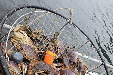 Crab trap filled with freshly caught Dungeness crabs, partially submerged in water on a fishing boat.