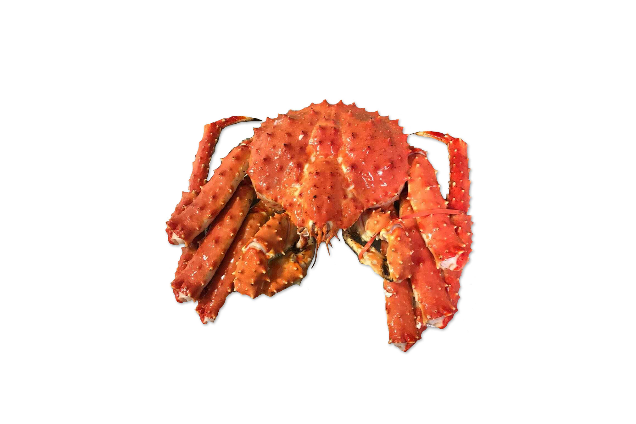 Buy Wild Caught Whole-Cooked Alaskan Red King Crab | Whidbey Seafoods